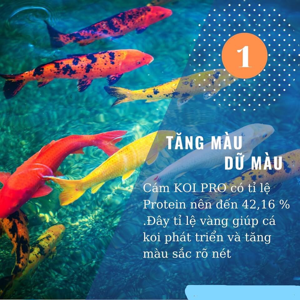 THỨC ĂN CÁ KOI PRO TĂNG TRƯỞNG VÀ TĂNG MÀU(BAO 2,5KG)