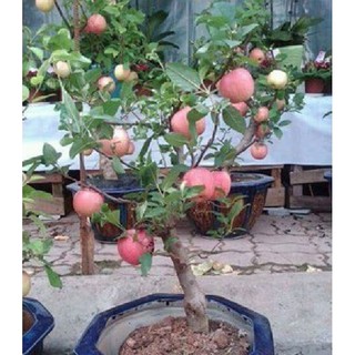 Hạt giống táo đỏ lùn của Mỹ ( Gói 10 hạt - tặng gói kích hạt nảy mầm ) - STHG2