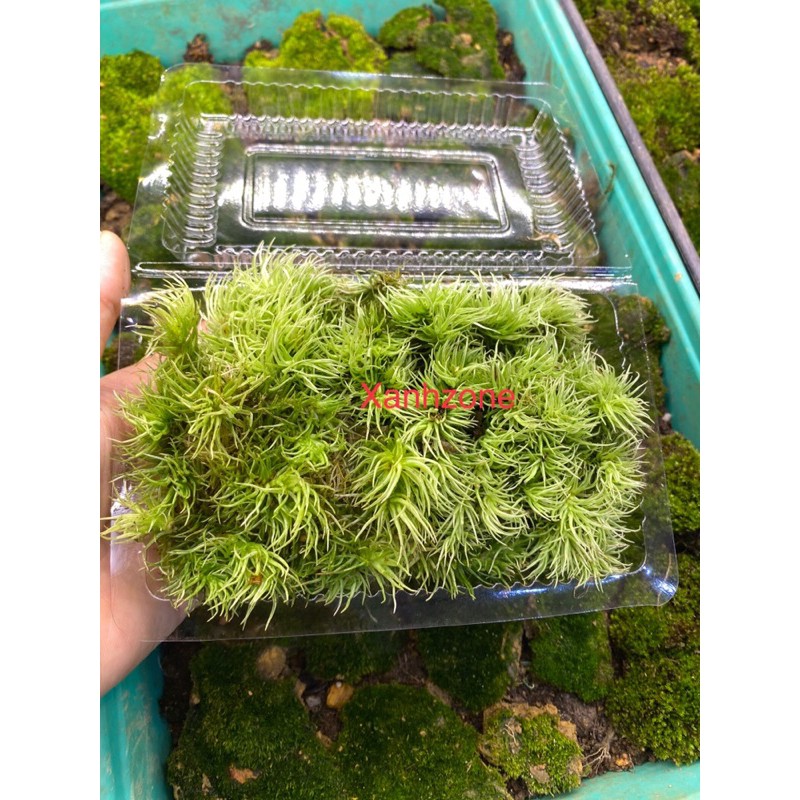 Rêu đuôi sóc sợi to đẹp dùng trồng terrarium, hồ bán cạn