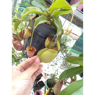 Cây nắp ấm - Nepenthes