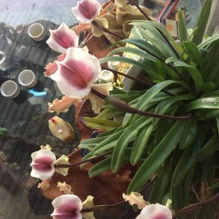 Lan hài cooci 1 cây