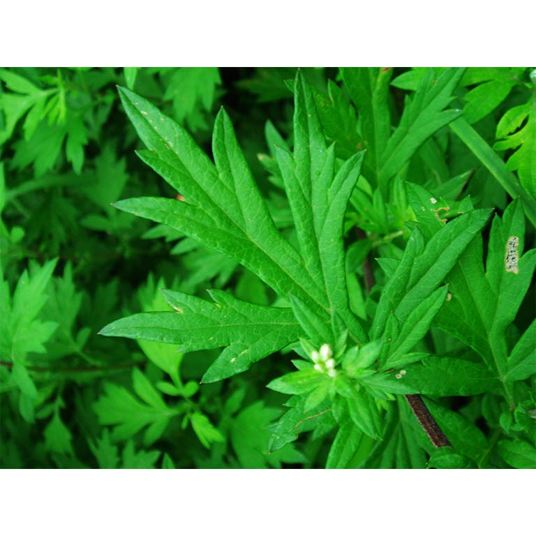 1kg cây ngải dại khô hàng loại 1