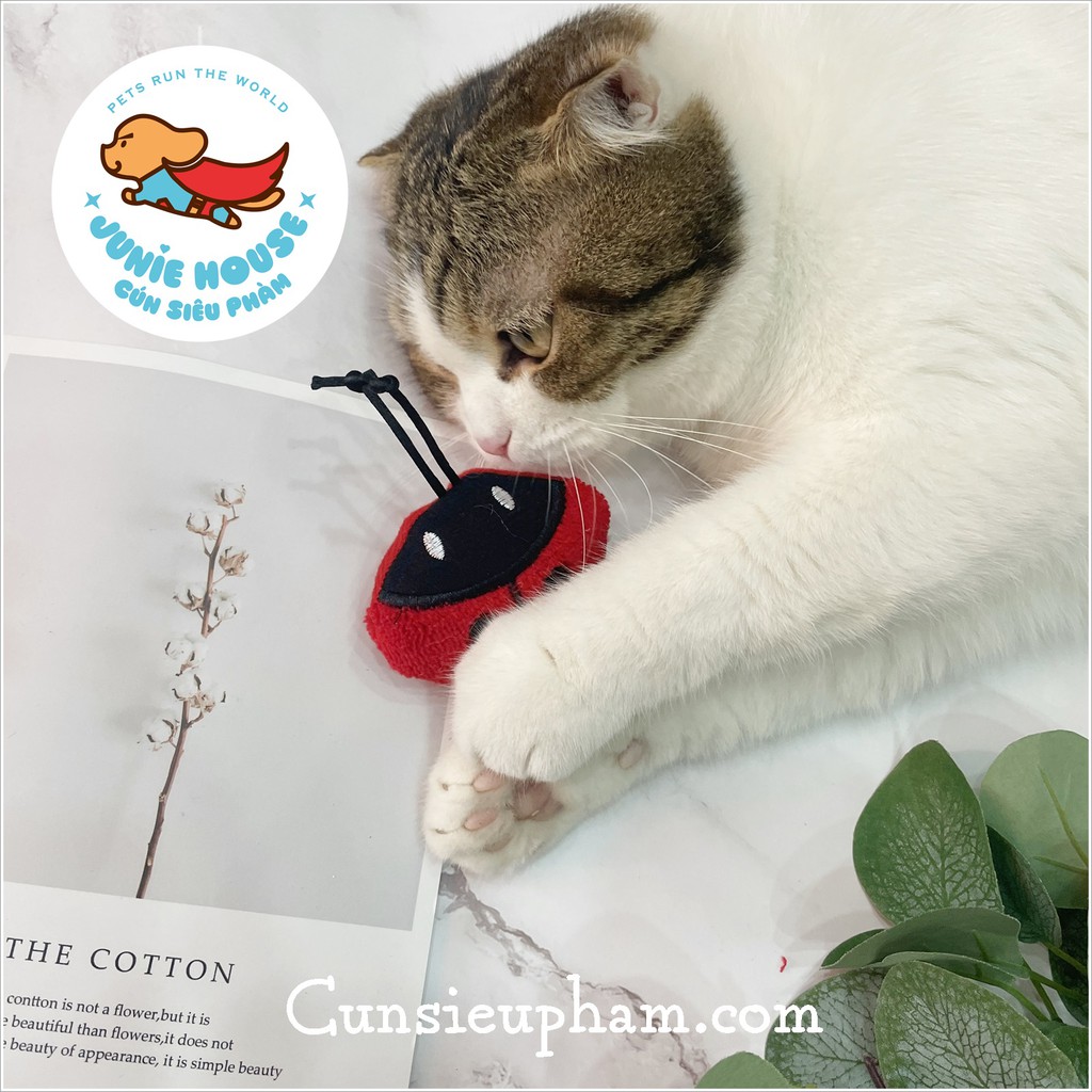 Đồ chơi gấu bông catnip cho mèo