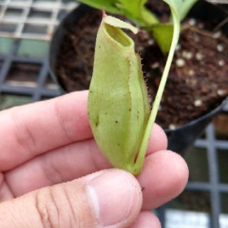 Cây nắp ấm N. Mirabilis pink
