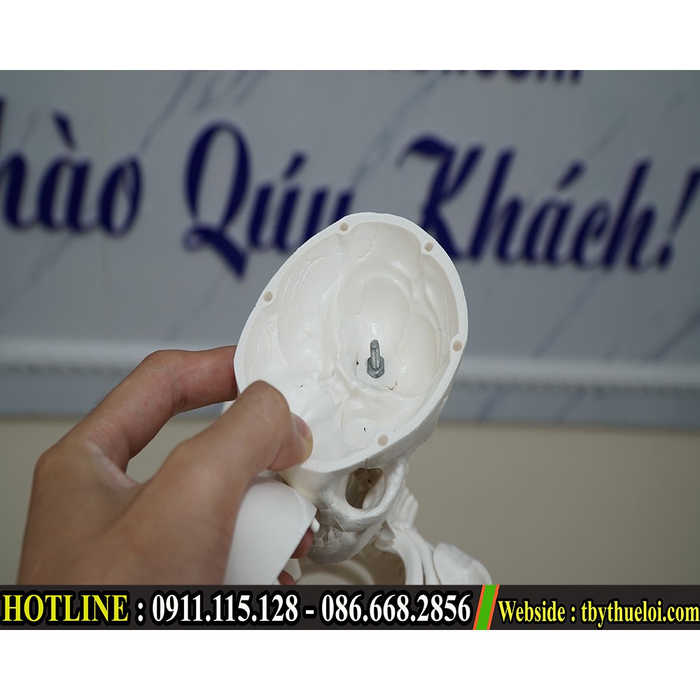 Mô hình xương người - Mô hình xương 85cm