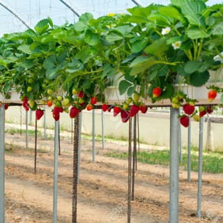 Sinh Tố Dâu Hàn Quốc BEOBE Dùng Pha Chế Thức Uống