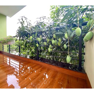CÂY GIỐNG XOÀI SIÊU TRÁI