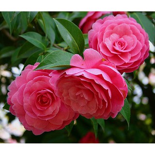 Hạt giống hoa Trà phụng tiên Kèm quà tặng và hướng dẫn ươm trồng