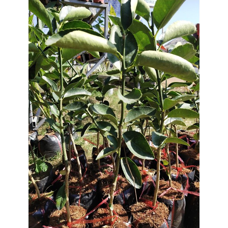 Chanh không hạt 29k / cây