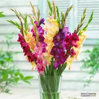 hạt giống củ hoa lay ơn nhiều màu