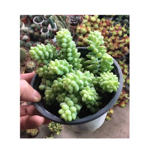 SEN ĐÁ CHUỖI NGỌC BI BỤI ĐẠI