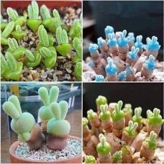 Hạt giống cây tai thỏ  - Shop Bố Linh