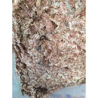 Dớn con sâu Chi lê gói 100gr