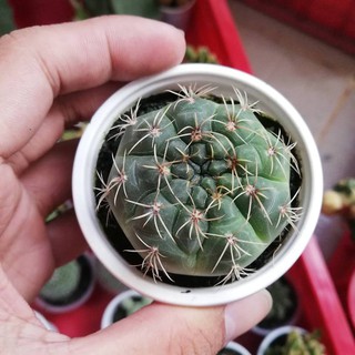 Xương rồng thần long