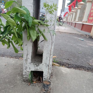 móc mật cây giống