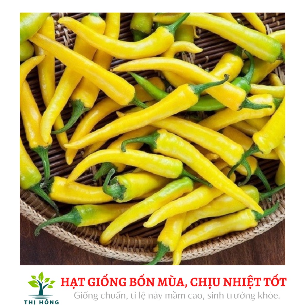 Hạt giống ớt sừng vàng 0.1g (trái dày, rất cay, thơm)