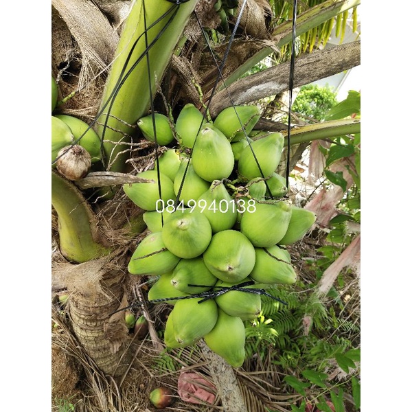 com bo 5 cây dừa  xanh lùn150k