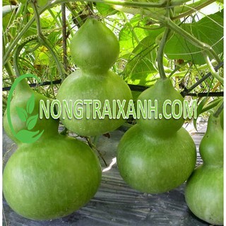 1gr - hạt giống bầu hồ lô to