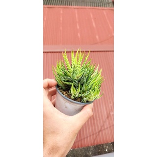 Sen đá móng rồng var
