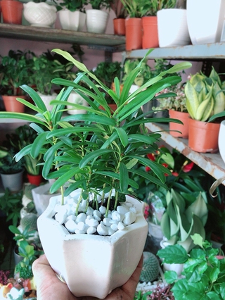 Chậu Tùng Vạn Niên