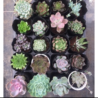 Combo 100 cây sen đá phổ thông size nhỏ