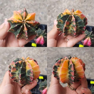 Xương rồng guym len