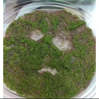 Mặt nạ hạt rong biển tươi 100% thiên nhiên