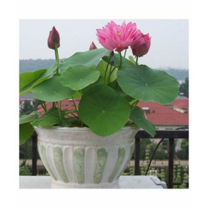 Sen Mini Nhật màu ngẫu nhiên