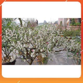 [BÁN CHẠY] BẦU CÂY GIỐNG NHẤT CHI MAI