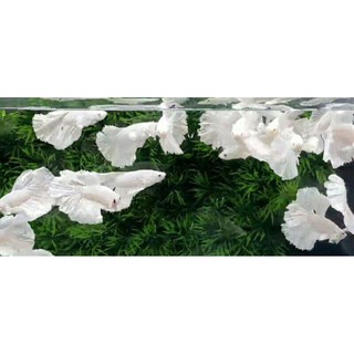 Xã kho thanh . Betta FOOD đum.bo thức ăn dinh dưỡng 50g