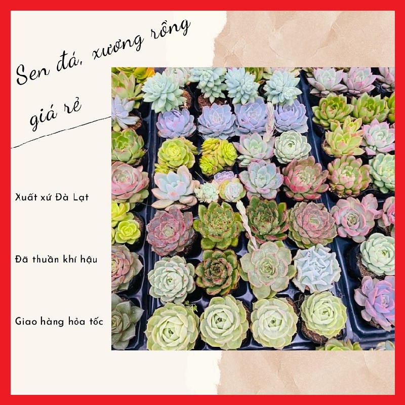 Sen đá size bầu 5-7cm 🔥FREE SHIP🔥 Xuất xứ Đà Lạt, đã thuần khí hậu