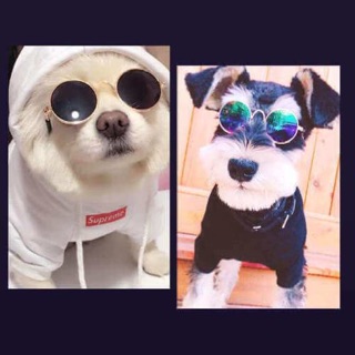 Mắt kính cool ngầu cho thú cưng