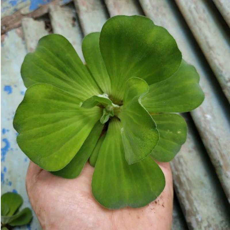 (Rẻ vô địch) Bèo Cái-Cây Thủy Sinh-Trang Trí Hồ Cá-Hồ Nam Bộ 30cây/35k