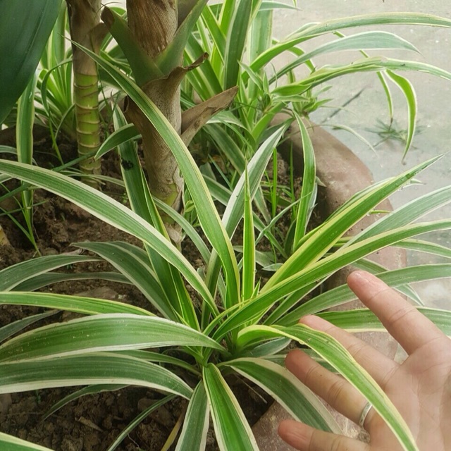 Combo 10 cây dây nhện / lan chi