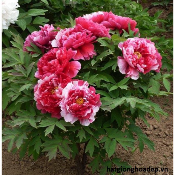 [Gói 10 hạt] Hạt Giống Hoa Mẫu Đơn F1 Hoa Nở Siêu Đẹp &amp; Dễ Trồng có Tặng kèm hướng dẫn