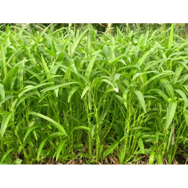Hạt giống Rau Muống Lá Tre cao sản gói 1kg nhập khẩu- chuyên dụng.