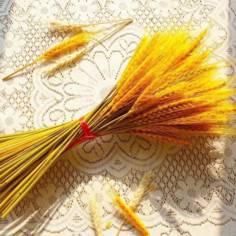 Bó 100 Bông Lúa Mạch Khô Decor Màu Vàng Đẹp