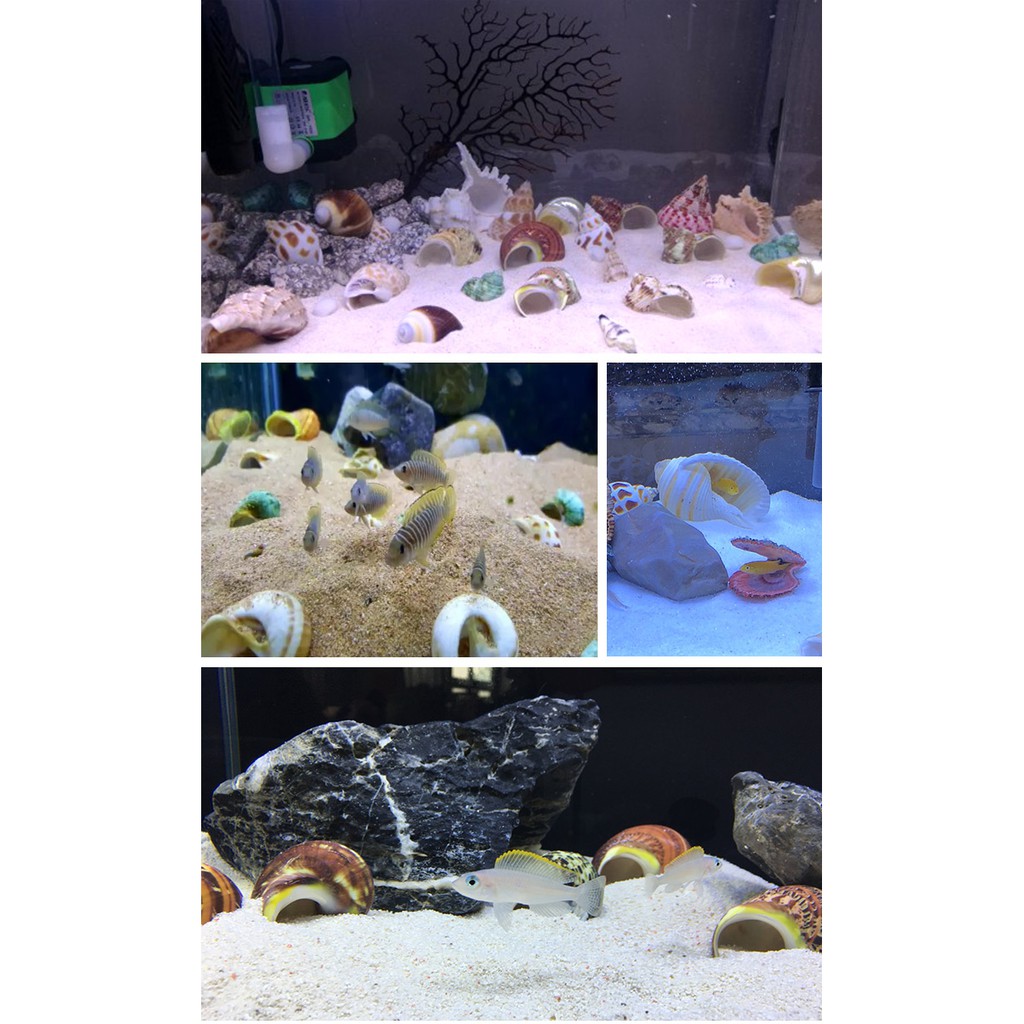 vỏ ốc trang trí