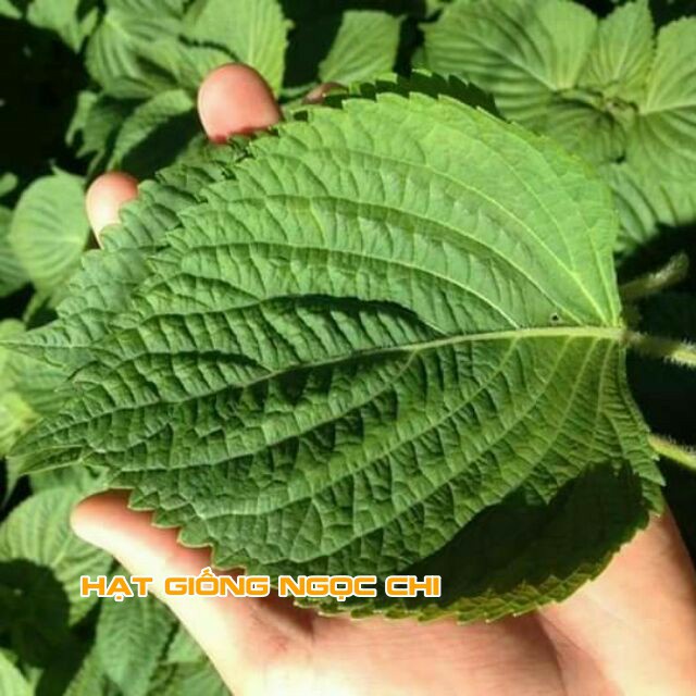Hạt Giống Rau Thơm Mè (Lá Mè Vừng) Hàn Quốc