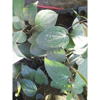 Cây hồ tiêu giống 1 chậu