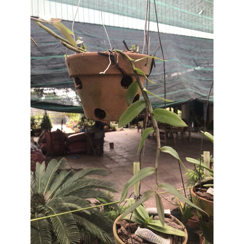 Kie giống lan giả hạc pháp - kie trên 20cm