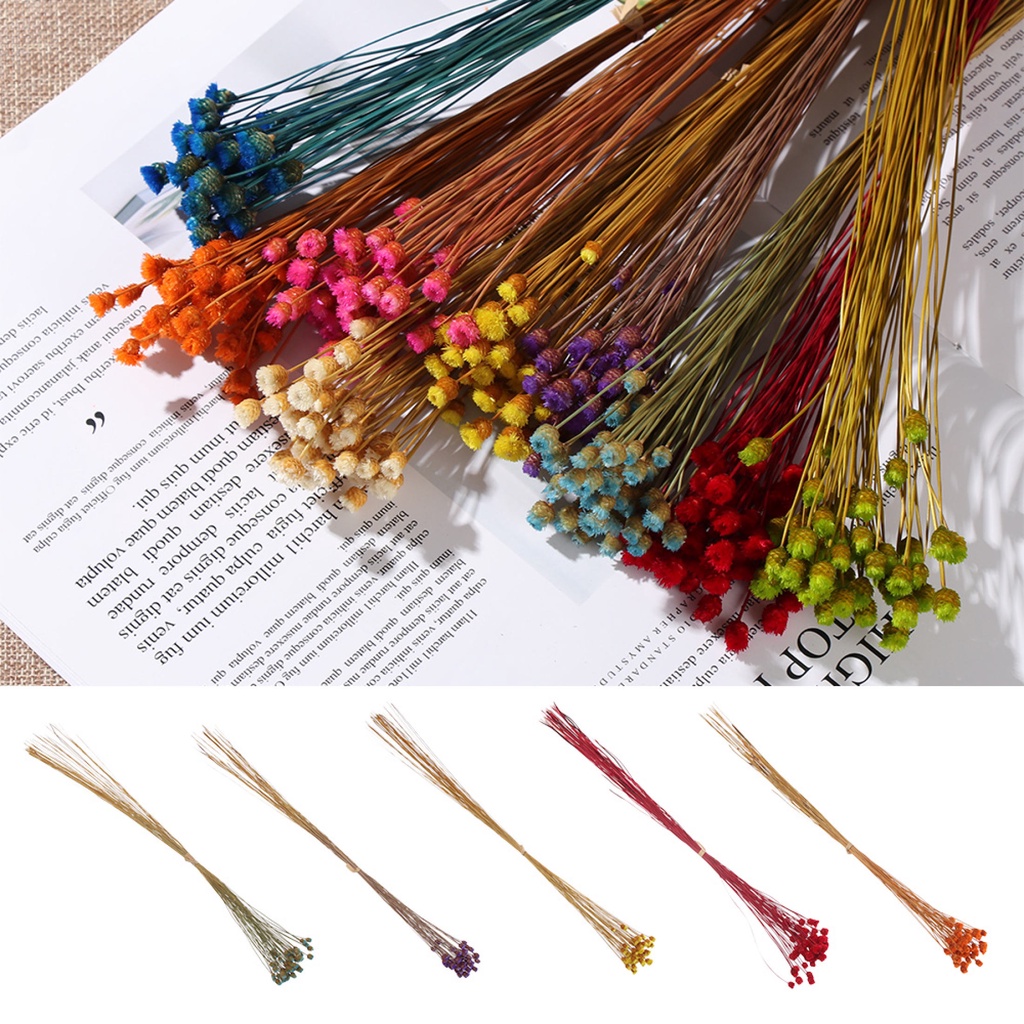 ó Hoa Hạnh Phúc Dễ Thương Hoa Khô Nhỏ Tự Nhiên Hoa Khô Ép Sắp Xếp Trang Trí Mini, Trang Trí Phông Nền Ảnh-198-123CLICKVN