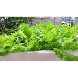 Gói 10g hạt giống xà lách Dún Vàng cao sản