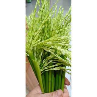 Đòng Đòng nếp nương ngâm rượu!!!😋😋😋
