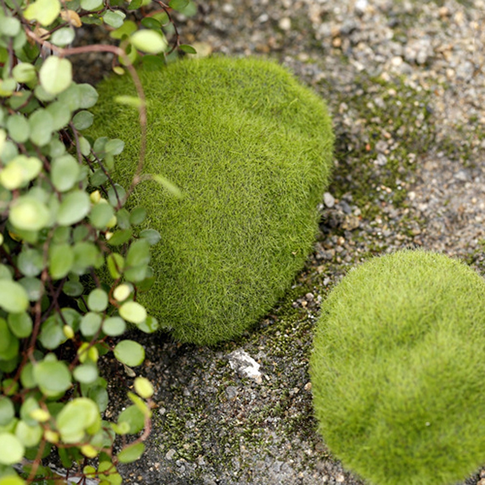 Mô hình rêu xanh trang trí phong cảnh tuyệt đẹp