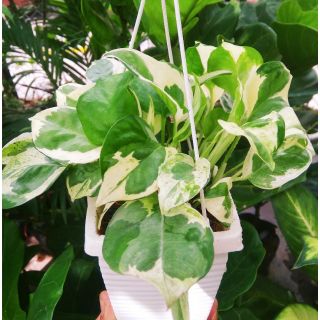 Trầu bà cẩm thạch chậu treo mini