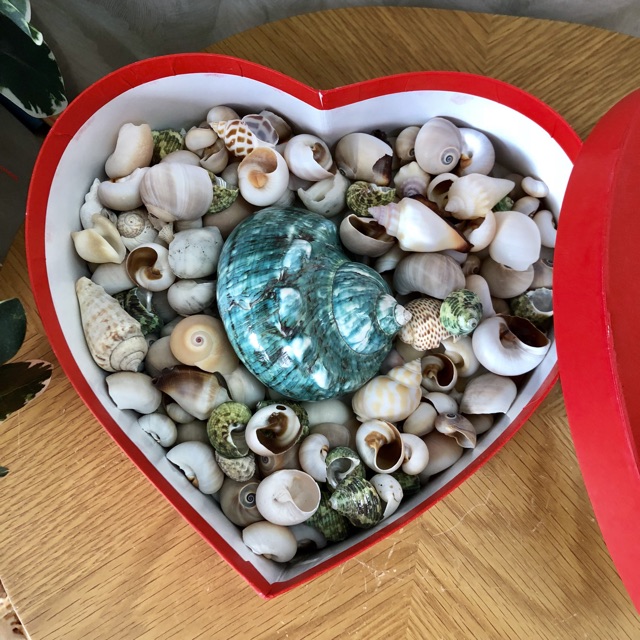 Hộp quà trái tim đựng vỏ ốc biển nhiều mẫu đẹp