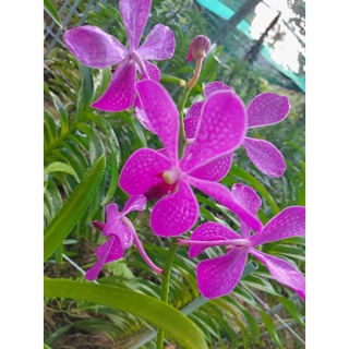Hoa lan mokara giống