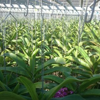 Ngọc điểm bóc chậu, 450k/kg hàng bán theo kg,1 đến 4 cây 1kg