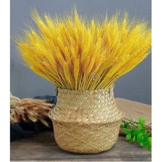 100 Bông Lúa Mạch Khô Decor Trang Trí